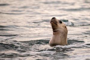 zee leeuw zegel dichtbij omhoog portret kijken Bij u foto