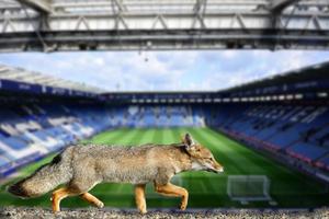 echt vos Leicester stad Amerikaans voetbal club behang foto