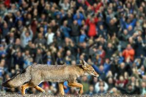 echt vos Leicester stad Amerikaans voetbal club behang foto