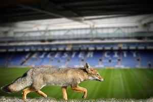 echt vos Leicester stad Amerikaans voetbal club behang foto