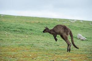 kangoeroe portret terwijl jumping Aan gras foto