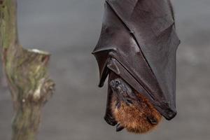 vliegend vos dichtbij omhoog portret detail visie foto