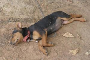 de puppy was gebonden naar een boom. foto