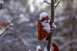 hamamelis in winter. geel bladeren en takken van hamamelis virginiana gedekt met sneeuw. foto