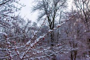 takken van berberis thunbergii gouden ring in winter met rood rijp bessen. na ontdooien, een weinig sneeuw en druppels van bevroren water blijven Aan de bessen en takken. wazig selectief focus foto