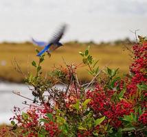 helder blauw vogel in vlucht dieren in het wild voeden Aan een toyon BES struik foto