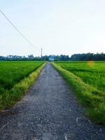 mooi landschap groeit rijstveld rijst- veld- twee kant met lang weg en berg, blauw lucht achtergrond visie en schaduwrijk bomen foto