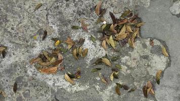 bladeren vallen Aan de gebarsten cement weg 2. geschikt voor achtergronden, Sjablonen, en natuurthema ontwerp elementen. foto