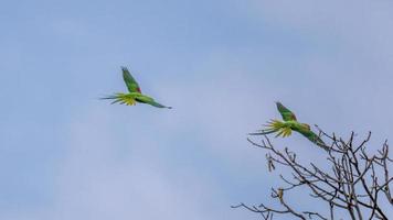 alexandrijn parkiet, alexandrijn papegaai vliegend in de blauw lucht foto