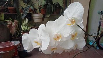 maan orchidee of phalaenopsis amabilis. orchideeën, orchideeën, zijn de grootste familie van eenzaadlobbige planten. Indonesisch angrek bulan Aan selectief focus foto