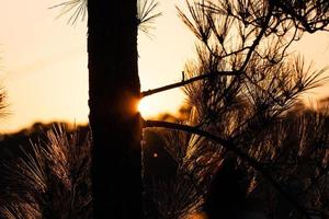 silhouet van een boom bij zonsondergang foto