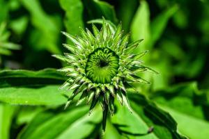 prima wild groeit bloem aster false zonnebloem Aan achtergrond weide foto