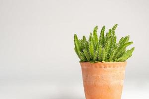 cactus plant op witte achtergrond