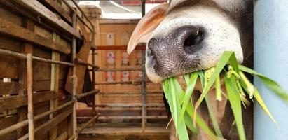 dichtbij omhoog mond van wit koe aan het eten groen glas in corral of dier boerderij met links kopiëren ruimte. voeden, hongerig en dier dieren in het wild concept foto