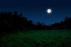 nacht lucht landschap met maan, bomen en gras foto