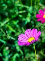 roze kleur kosmos bloemen in de bloem veld- foto