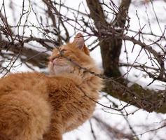 groot rood kat zittend Aan een Afdeling Aan een winter dag foto