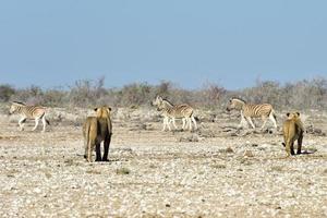 leeuw en zebra's in etosha, Namibië foto