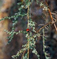 rood lieveheersbeestje Aan een groen Afdeling van alsem foto