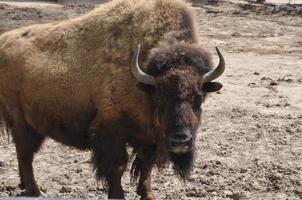 bizon dieren in het wild natuur foto