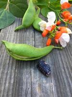 groen Boon peul en de fruit Aan de achtergrond van bloeiende bonen foto