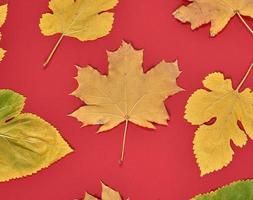 rood achtergrond met droog geel esdoorn- bladeren foto