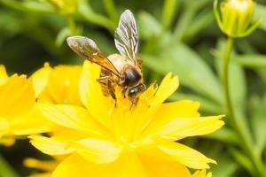 bij op zoek naar nectar op een bloem foto