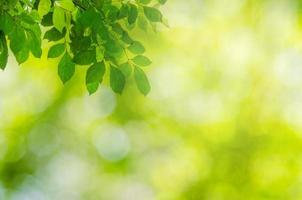 groene bladeren met groene bokeh achtergrond foto