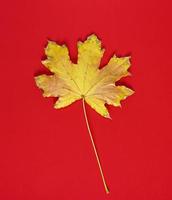 een geel droog blad van een esdoorn- Aan een rood achtergrond foto