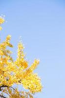 gele bladeren aan de boom foto