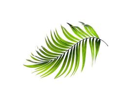 palmblad op een witte achtergrond foto