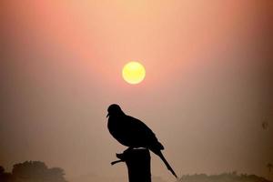 een vogel op een paal bij zonsopgang foto