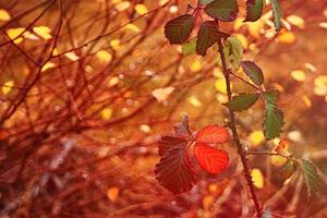 kleurrijke brier bladeren, bokeh achtergrond, late herfst foto