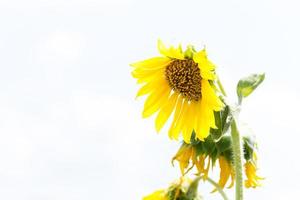 zonnebloem in volle bloei foto