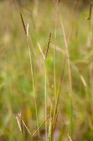 bloem van gras foto