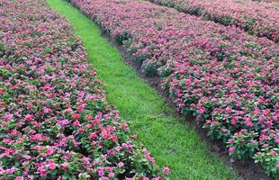 gebied van roze bloemen foto