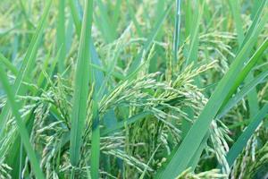 close-up van rijstplanten foto