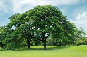 groene bomen en gras foto