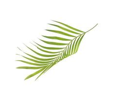 groene palmtak op wit foto