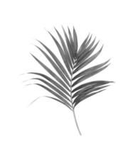 zwart en wit van een palmblad foto