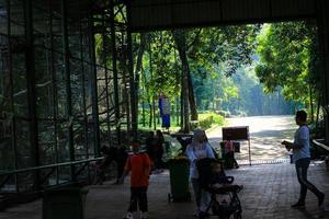 Jakarta, Indonesië in december 2022. de dierentuin in ragunan is een van de favoriete plaatsen voor klein en groot gezinnen foto