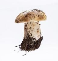 vers jong paddestoel met wortel en mycelium boletus edulis foto