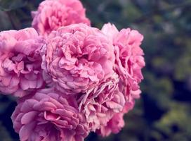 bloemknoppen van roze bloeiend rozen in de tuin foto