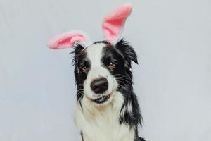 gelukkig Pasen-concept. voorbereiding op vakantie. leuke grappige puppy hond border collie dragen paashaas oren geïsoleerd op een witte achtergrond. lente wenskaart. foto