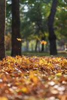 visie van de herfst stad park met bomen en droog geel bladeren foto