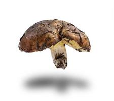 Woud vers rauw eetbaar paddestoel suillus luteus foto