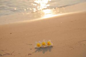 bloem op het zand op het strand foto