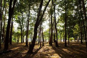 bomen op een heuvel foto