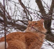 groot rood kat zittend Aan een Afdeling Aan een winter dag foto