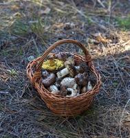 eetbaar wild champignons in een bruin rieten mand foto